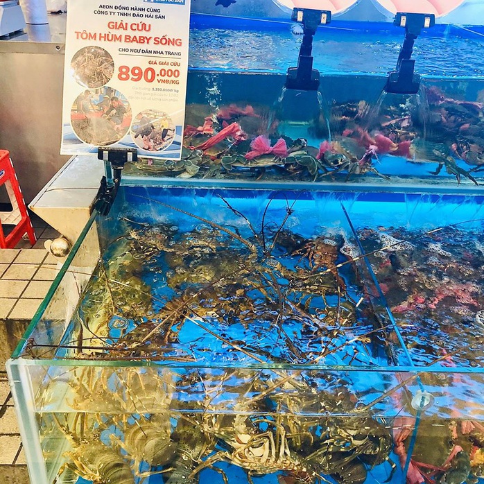 Siêu thị đua nhau giải cứu tôm hùm - Ảnh 1. Siêu thị đua nhau giải cứu tôm hùm - Ảnh 1.