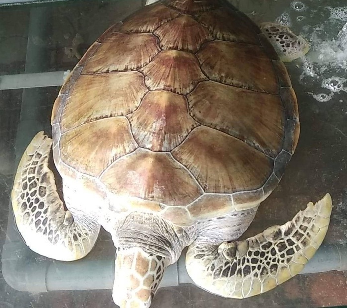 Chủ nhà hàng nói mua rùa biển quý hiếm nặng 30 kg để thả về biển - Ảnh 1.