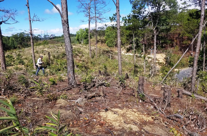 Kinh hoàng rừng thông bị tàn phá và rao bán cả đất rừng như vô chủ - Ảnh 7.