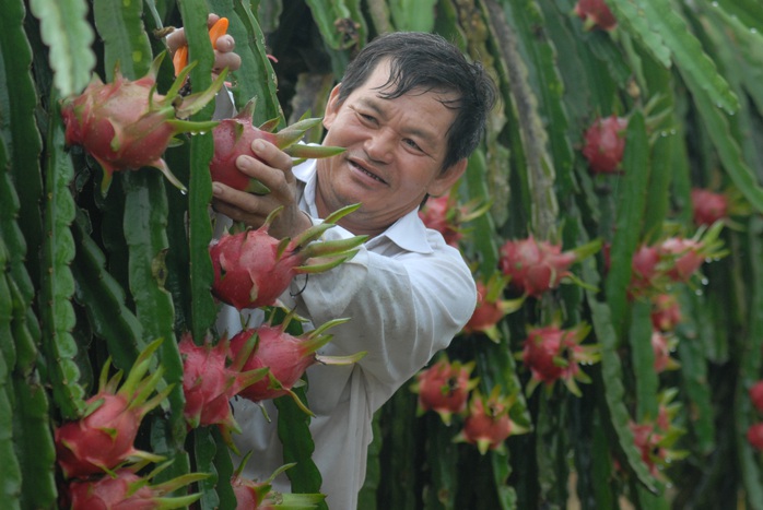 Giá lên nhưng nông dân còn rất ít thanh long để bán - Ảnh 1.