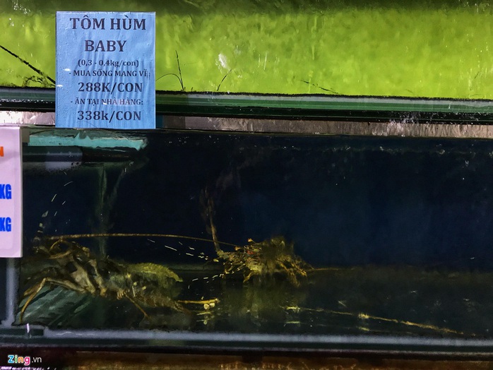 Muốn giải cứu tôm hùm, tôi 5 lần 7 lượt được hẹn hôm sau - Ảnh 1. Muốn giải cứu tôm hùm, tôi 5 lần 7 lượt được hẹn hôm sau - Ảnh 1.