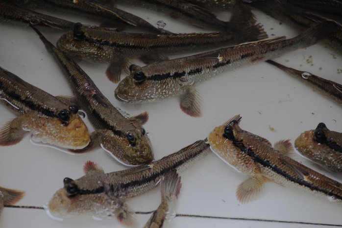 CLIP: Săn bắt loài cá biết leo cây đang dần cạn kiệt ở Cà Mau - Ảnh 14.