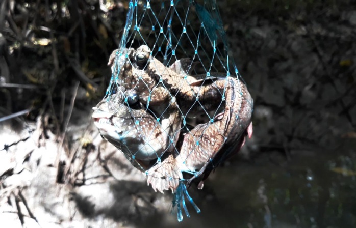 CLIP: Săn bắt loài cá biết leo cây đang dần cạn kiệt ở Cà Mau - Ảnh 12.