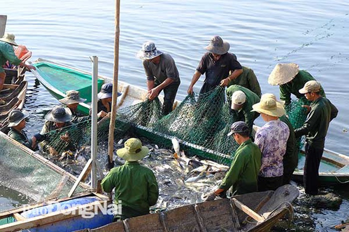 Đồng Nai: Nhiều người vây luồng cá nặng hàng tấn ở hồ sông Mây - Ảnh 1.