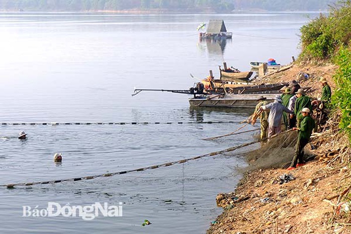 Đồng Nai: Nhiều người vây luồng cá nặng hàng tấn ở hồ sông Mây - Ảnh 2.