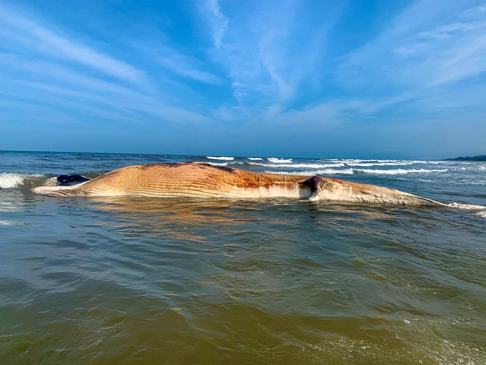 Phát hiện cá voi nặng hàng chục tấn chết trôi dạt vào bờ biển - Ảnh 1.
