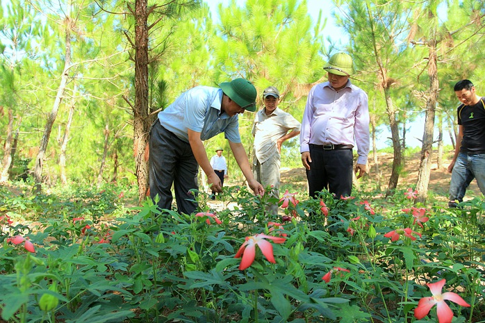 Sống lại một vùng sâm - Ảnh 3.