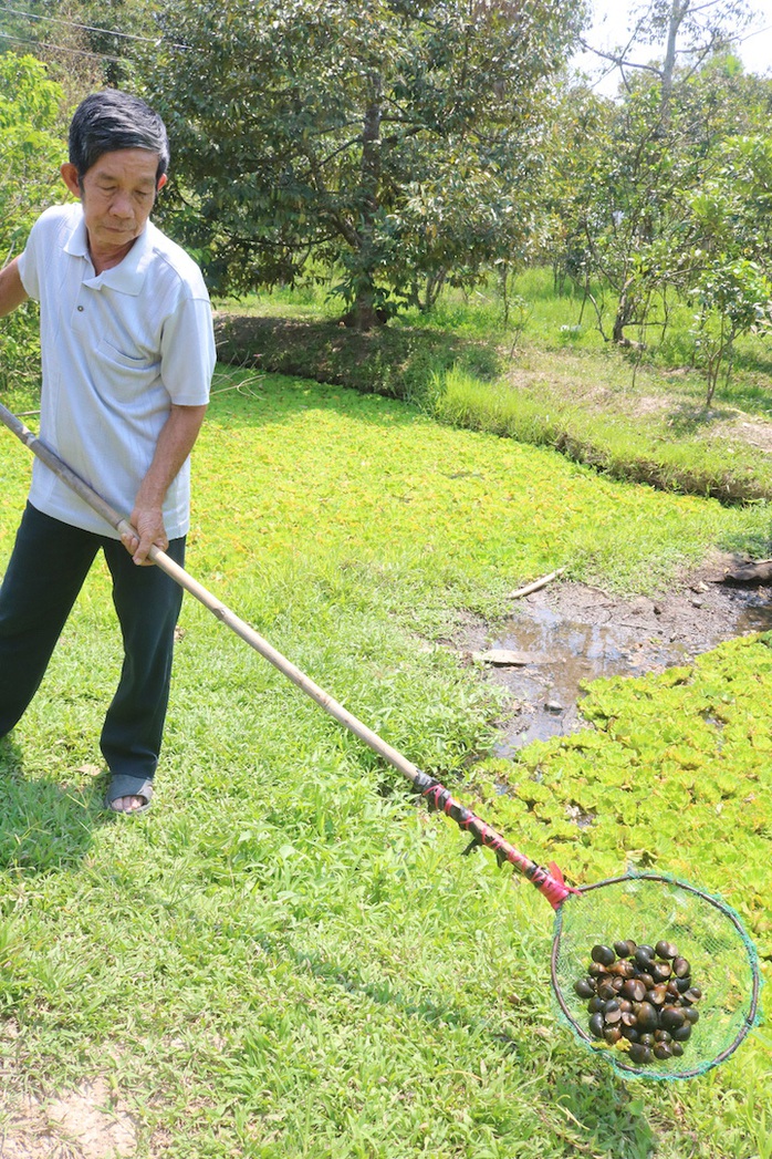 Lão nông 71 tuổi thu nhập 24 triệu đồng/tháng nhờ nuôi ốc bươu đen - Ảnh 9.