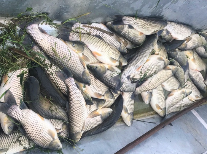 Chưa rõ nguyên nhân hơn 11 tấn cá chết bất thường trên sông Chu - Ảnh 1.