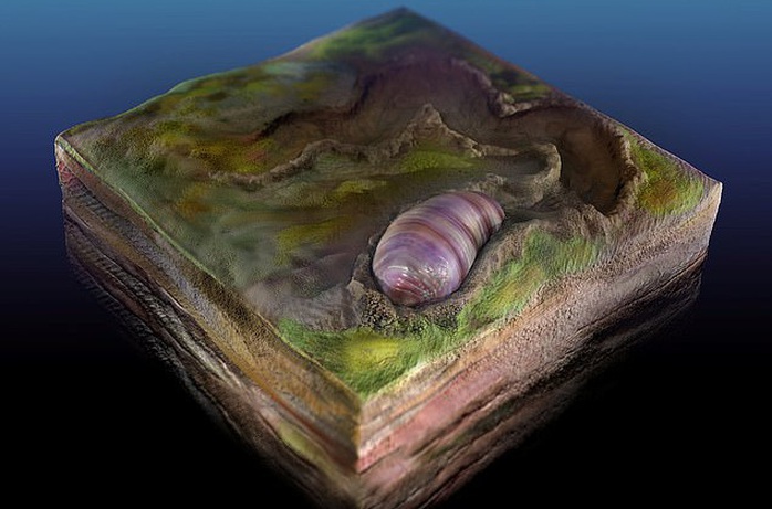 Sốc với tổ tiên 555 triệu tuổi của loài người bị niêm phong trong đá - Ảnh 1.