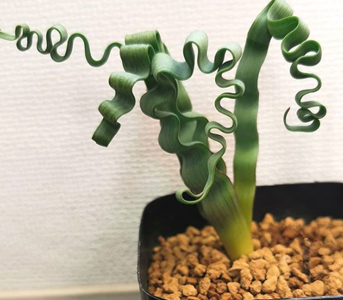 15 loài thực vật khiến căn nhà của bạn thêm sống động - Ảnh 15. 15 loài thực vật khiến căn nhà của bạn thêm sống động - Ảnh 15.