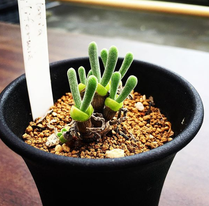 15 loài thực vật khiến căn nhà của bạn thêm sống động - Ảnh 4. 15 loài thực vật khiến căn nhà của bạn thêm sống động - Ảnh 4.