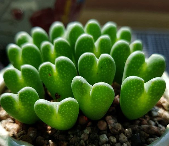 15 loài thực vật khiến căn nhà của bạn thêm sống động - Ảnh 6. 15 loài thực vật khiến căn nhà của bạn thêm sống động - Ảnh 6.