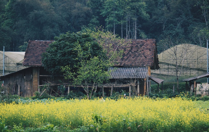 Du xuân Hà Giang, gieo mình giữa bạt ngàn hoa - Ảnh 15. Du xuân Hà Giang, gieo mình giữa bạt ngàn tỷ lệ kèo nhà cái 88 - Ảnh 15.