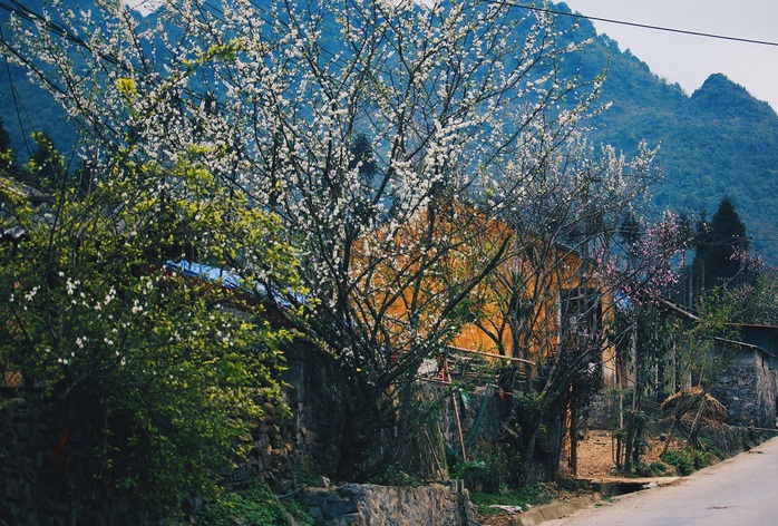Du xuân Hà Giang, gieo mình giữa bạt ngàn hoa - Ảnh 21. Du xuân Hà Giang, gieo mình giữa bạt ngàn tỷ lệ kèo nhà cái 88 - Ảnh 21.