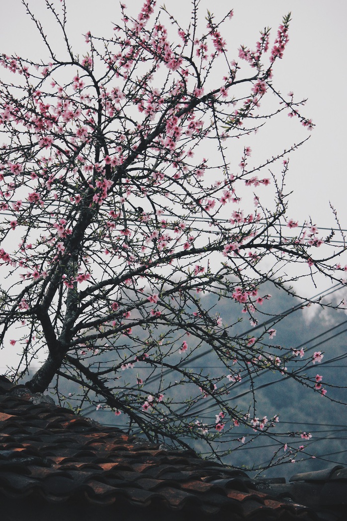Du xuân Hà Giang, gieo mình giữa bạt ngàn hoa - Ảnh 7. Du xuân Hà Giang, gieo mình giữa bạt ngàn tỷ lệ kèo nhà cái 88 - Ảnh 7.