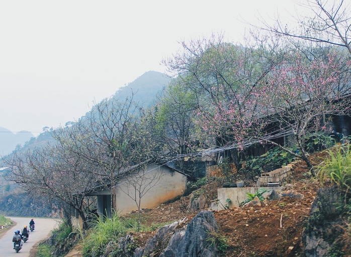 Du xuân Hà Giang, gieo mình giữa bạt ngàn hoa - Ảnh 4. Du xuân Hà Giang, gieo mình giữa bạt ngàn tỷ lệ kèo nhà cái 88 - Ảnh 4.