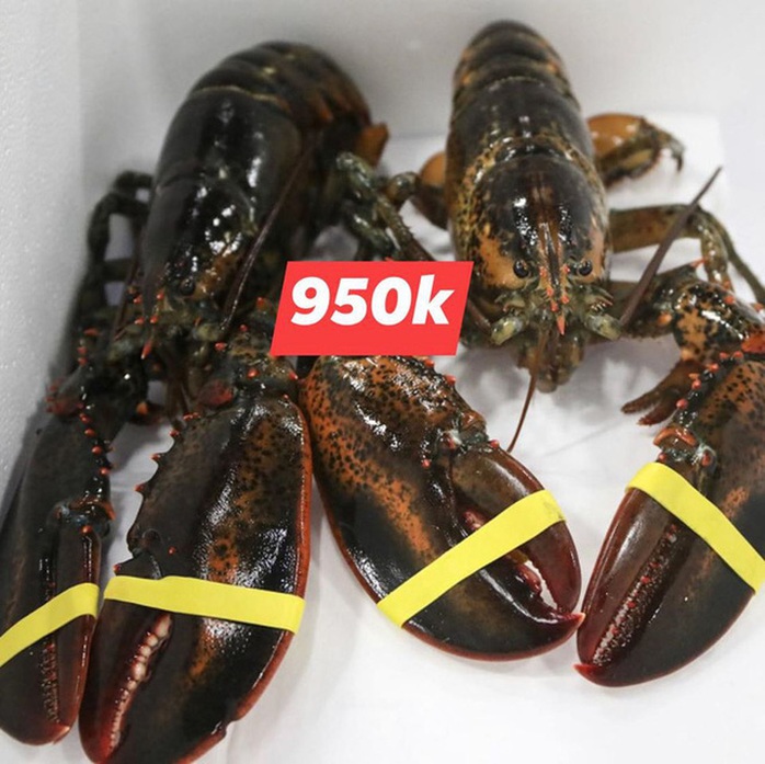 Nhà hàng hạ giá tôm hùm xanh 169.000 đồng/con, tôm Alaska 700.000 đồng/kg - Ảnh 2. Nhà hàng hạ giá tôm hùm xanh 169.000 đồng/con, tôm Alaska 700.000 đồng/kg - Ảnh 2.