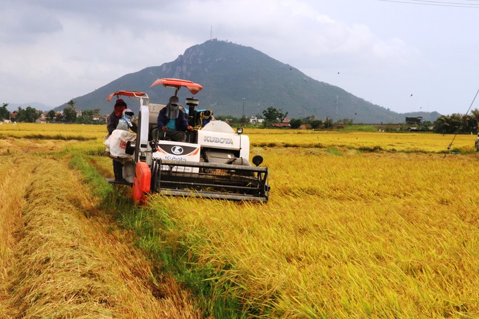 Nông dân miền Trung trúng mùa lúa - Ảnh 1.