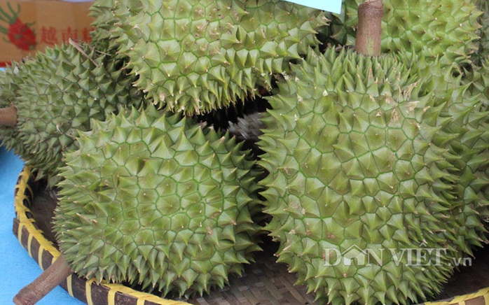 Giá sầu riêng tăng kỷ lục: Nơi thu tiền tỉ, nơi vật vã vì hạn mặn - Ảnh 3. Giá sầu riêng tăng kỷ lục: Nơi thu tiền tỉ, nơi vật vã vì hạn mặn - Ảnh 3.