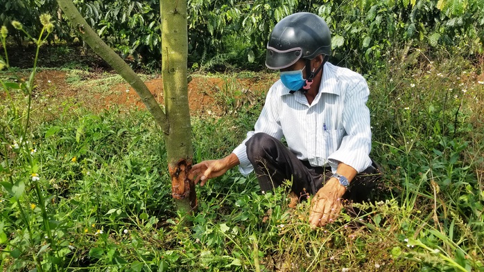 Rơi nước mắt nhìn hàng trăm cây sầu riêng bị kẻ xấu chặt hạ - Ảnh 11.