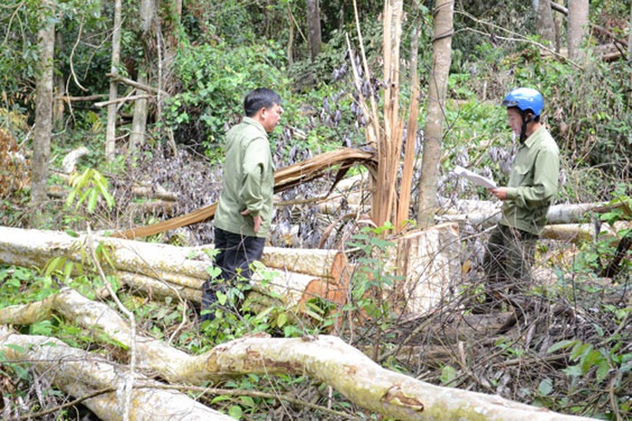 Nhận quản lý rừng, để mất 1.248 ha - Ảnh 1.