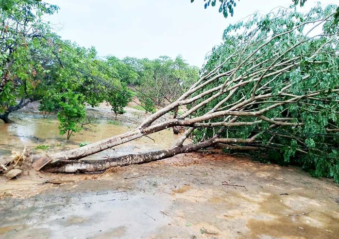 Lâm Đồng: Lốc xoáy đầu mùa mưa hàng chục căn nhà bị tốc mái - Ảnh 5.