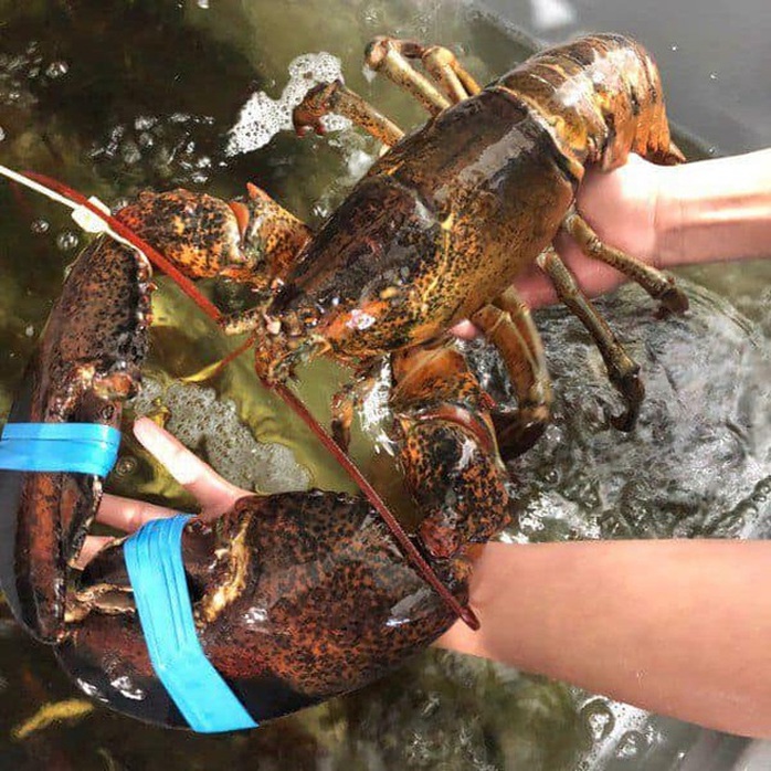 Tôm cua Alaska giá đang bèo, chủ nhà hàng lớn vẫn lắc đầu không bán - Ảnh 3. Tôm cua Alaska giá đang bèo, chủ nhà hàng lớn vẫn lắc đầu không bán - Ảnh 3.