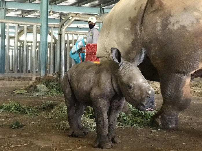 Vinpearl Safari đón tê giác thứ 3 chào đời - Ảnh 1.