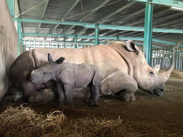 Vinpearl Safari đón tê giác thứ 3 chào đời - Ảnh 2.