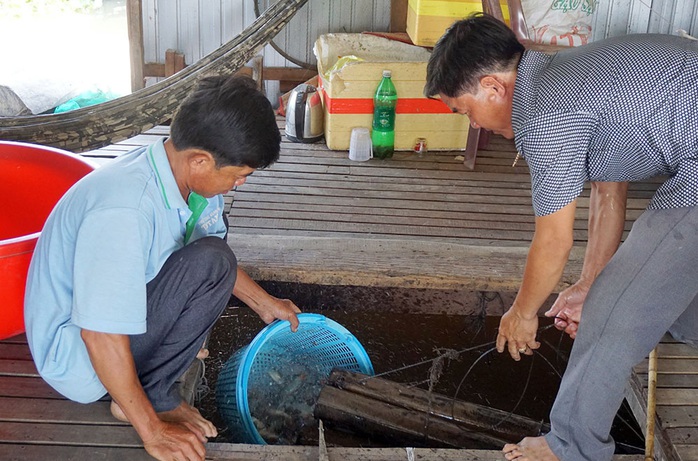 Chuyện con cá kêu éc éc ở Phú Tân - An Giang - Ảnh 2.