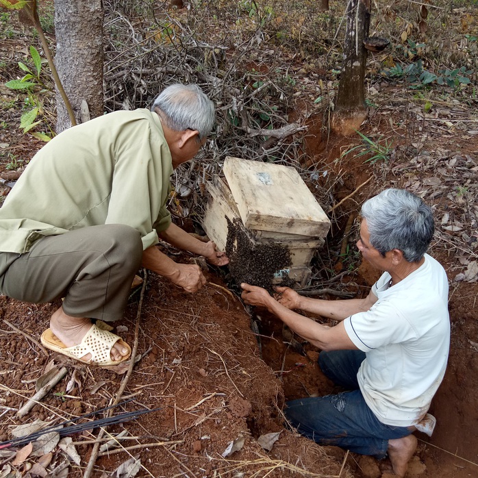 Săn lộc rừng - Ảnh 4.