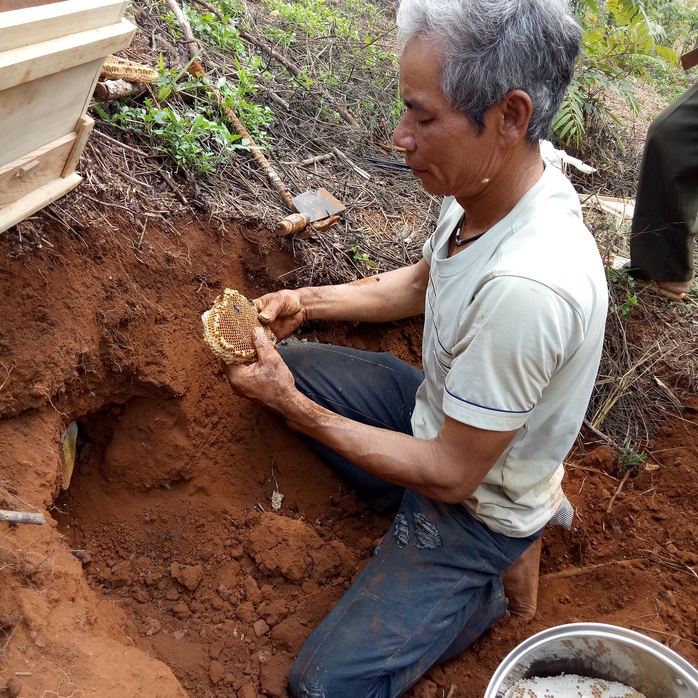 Săn lộc rừng - Ảnh 3.