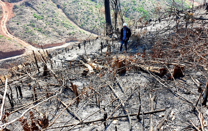 Chủ tịch Quảng Nam yêu cầu khởi tố, điều tra vụ cháy 32 ha rừng - Ảnh 1.