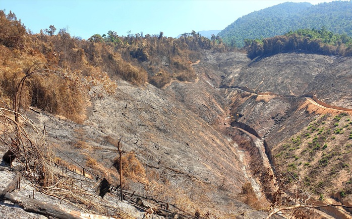 Chủ tịch Quảng Nam yêu cầu khởi tố, điều tra vụ cháy 32 ha rừng - Ảnh 2.