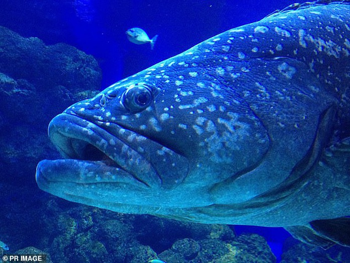 Vắng bóng con người, đàn cá ở thủy cung Queensland bỏ ăn vì cô đơn  - Ảnh 1.