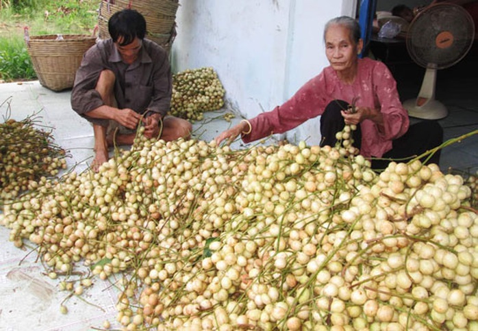 Trái cây rộ mùa, rớt giá - Ảnh 1.