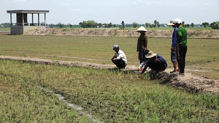 Nông dân ngồi khóc trên bờ ruộng vì lúa bất ngờ chết sạch - Ảnh 1.