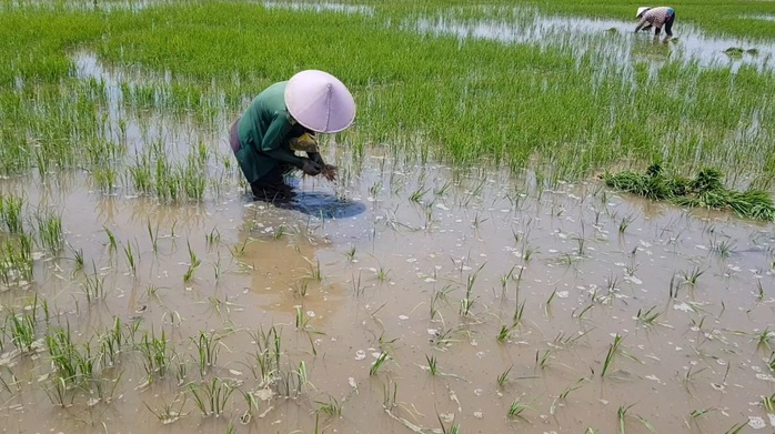 Nông dân ngồi khóc trên bờ ruộng vì lúa bất ngờ chết sạch - Ảnh 4.