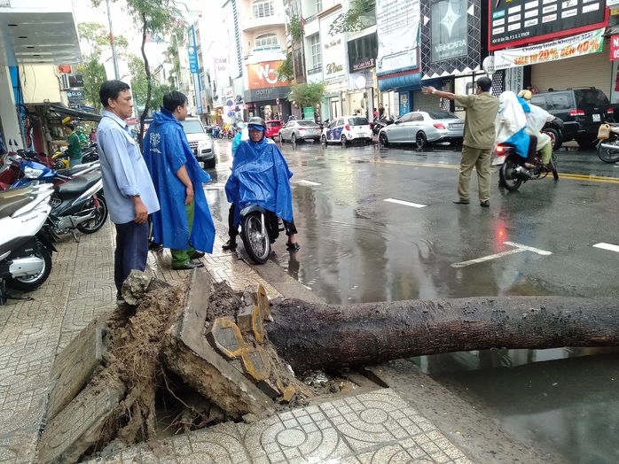 CLIP: Gió giật mạnh bứng 2 cây xanh trên đường Võ Văn Tần - TP HCM - Ảnh 1.