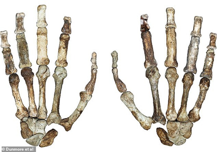 Bí ẩn sinh vật 2 triệu tuổi mang bàn tay của con người - Ảnh 2.