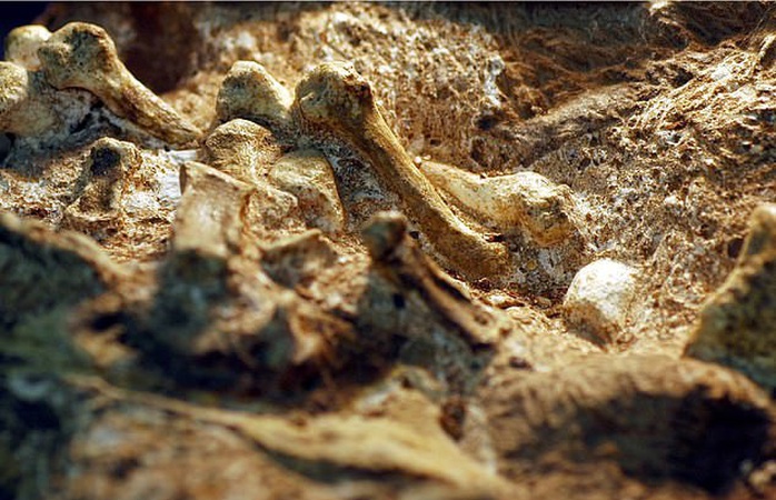 Bí ẩn sinh vật 2 triệu tuổi mang bàn tay của con người - Ảnh 1.