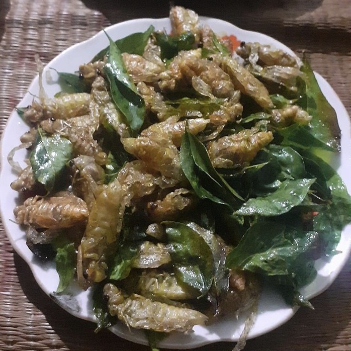 Ve sầu giá nửa triệu đồng/kg: Côn trùng thôn quê hạ cánh trên bàn nhậu - Ảnh 2. Ve sầu giá nửa triệu đồng/kg: Côn trùng thôn quê hạ cánh trên bàn nhậu - Ảnh 2.