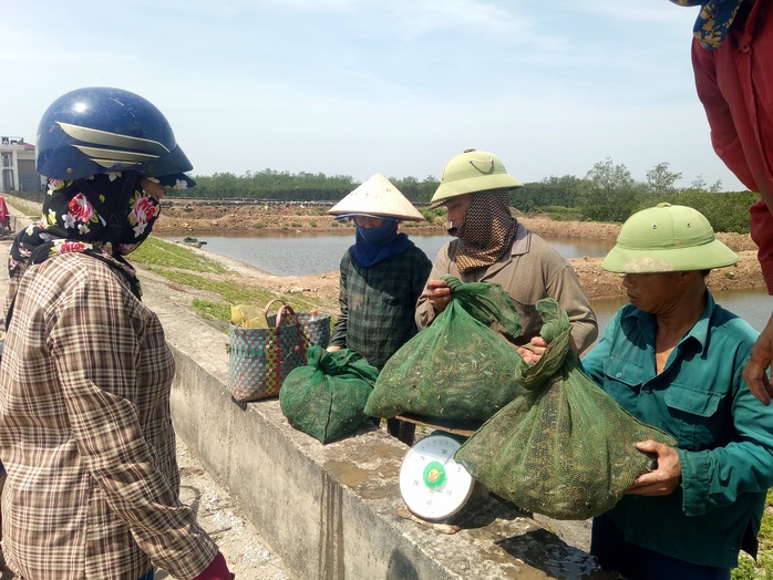 Neo phận vào cua cáy, cà ra - Ảnh 2.