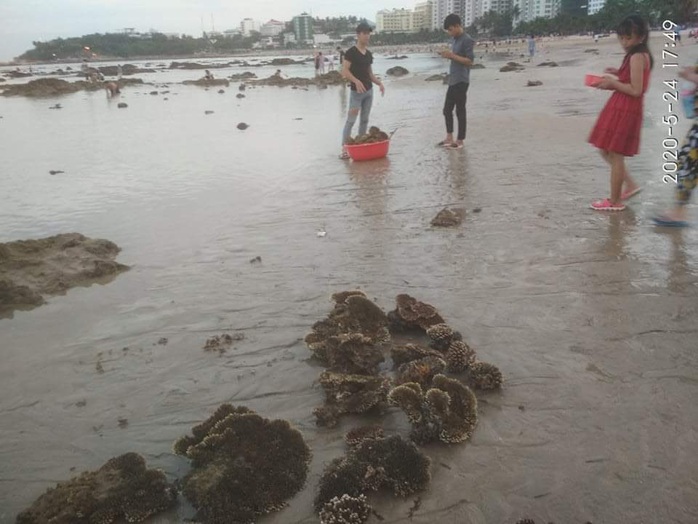 Lên án hành vi hủy hoại san hô vịnh Nha Trang - Ảnh 1.