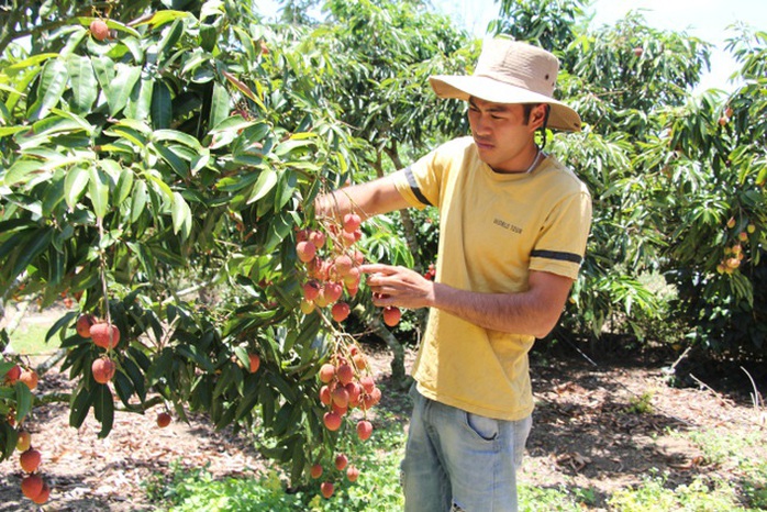 Trồng vải trên đất Tây Nguyên, mỗi năm thu lãi 1,8 tỷ đồng - Ảnh 5. Trồng vải trên đất Tây Nguyên, mỗi năm thu lãi 1,8 tỷ đồng - Ảnh 5.
