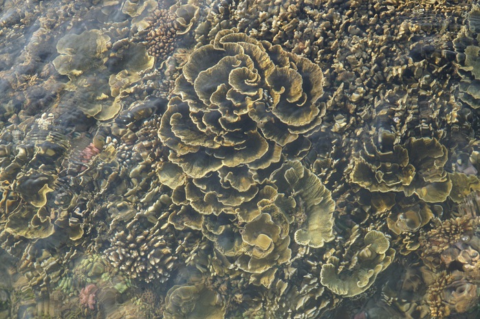 Ngắm tuyệt tác san hô cực đẹp ở Gành Yến – Quảng Ngãi - Ảnh 10.