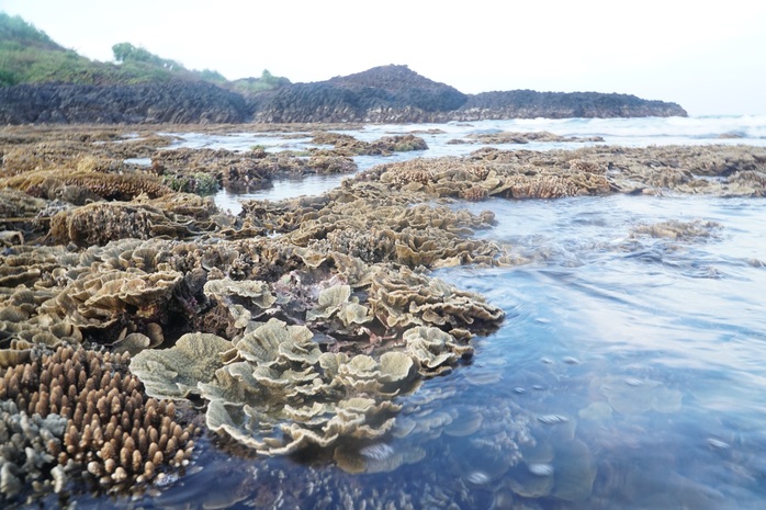 Ngắm tuyệt tác san hô cực đẹp ở Gành Yến – Quảng Ngãi - Ảnh 9.