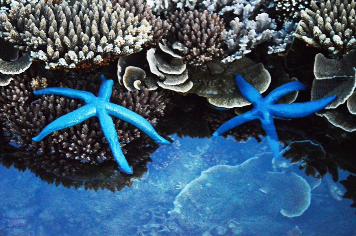 Ngắm tuyệt tác san hô cực đẹp ở Gành Yến – Quảng Ngãi - Ảnh 7.
