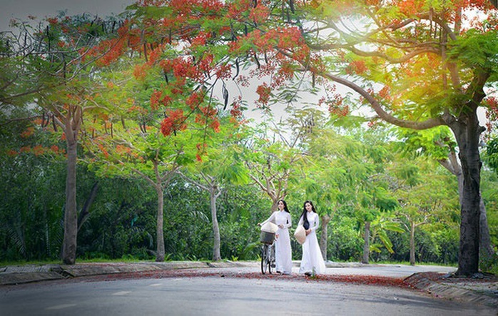 Mùa hoa phượng cuối cùng - Ảnh 1. Mùa hoa phượng cuối cùng - Ảnh 1.